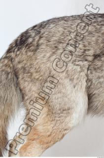 Wolf leg photo reference 0004